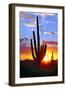 Saguaro Sunset-Douglas Taylor-Framed Photographic Print