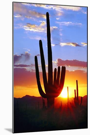 Saguaro Sunset-Douglas Taylor-Mounted Photographic Print