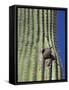 Saguaro with Gila Woodpecker, Tucson Botanical Gardens, Tucson, Arizona, USA-Jamie & Judy Wild-Framed Stretched Canvas