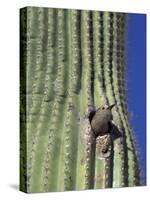 Saguaro with Gila Woodpecker, Tucson Botanical Gardens, Tucson, Arizona, USA-Jamie & Judy Wild-Stretched Canvas