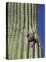 Saguaro with Gila Woodpecker, Tucson Botanical Gardens, Tucson, Arizona, USA-Jamie & Judy Wild-Stretched Canvas