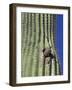 Saguaro with Gila Woodpecker, Tucson Botanical Gardens, Tucson, Arizona, USA-Jamie & Judy Wild-Framed Photographic Print