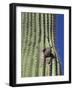 Saguaro with Gila Woodpecker, Tucson Botanical Gardens, Tucson, Arizona, USA-Jamie & Judy Wild-Framed Photographic Print