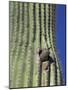 Saguaro with Gila Woodpecker, Tucson Botanical Gardens, Tucson, Arizona, USA-Jamie & Judy Wild-Mounted Photographic Print