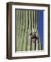 Saguaro with Gila Woodpecker, Tucson Botanical Gardens, Tucson, Arizona, USA-Jamie & Judy Wild-Framed Photographic Print