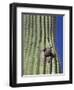 Saguaro with Gila Woodpecker, Tucson Botanical Gardens, Tucson, Arizona, USA-Jamie & Judy Wild-Framed Photographic Print