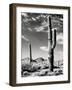 Saguaro-unknown Renkes-Framed Photo