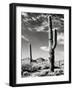 Saguaro-unknown Renkes-Framed Photo