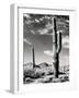 Saguaro-unknown Renkes-Framed Photo