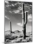 Saguaro-unknown Renkes-Mounted Photo