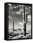 Saguaro-unknown Renkes-Framed Stretched Canvas