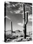 Saguaro-unknown Renkes-Stretched Canvas