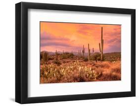 Saguaros in Sonoran Desert-null-Framed Art Print