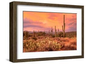 Saguaros in Sonoran Desert-null-Framed Art Print