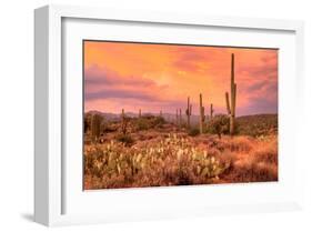 Saguaros in Sonoran Desert-null-Framed Art Print