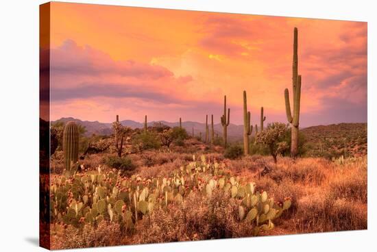 Saguaros in Sonoran Desert-null-Stretched Canvas