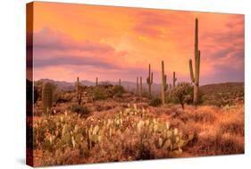 Saguaros in Sonoran Desert-null-Stretched Canvas