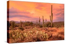 Saguaros in Sonoran Desert-null-Stretched Canvas