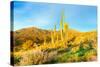 Saguaros-Anton Foltin-Stretched Canvas