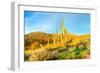 Saguaros-Anton Foltin-Framed Photographic Print