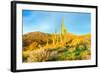 Saguaros-Anton Foltin-Framed Photographic Print