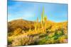 Saguaros-Anton Foltin-Mounted Photographic Print