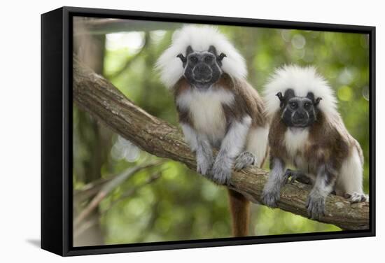 Saguinus Oedipus-Lisa Hoffner-Framed Stretched Canvas