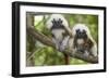 Saguinus Oedipus-Lisa Hoffner-Framed Photographic Print