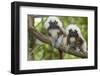 Saguinus Oedipus-Lisa Hoffner-Framed Photographic Print