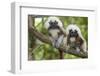 Saguinus Oedipus-Lisa Hoffner-Framed Photographic Print