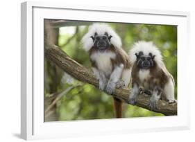 Saguinus Oedipus-Lisa Hoffner-Framed Photographic Print