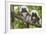 Saguinus Oedipus-Lisa Hoffner-Framed Photographic Print