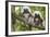 Saguinus Oedipus-Lisa Hoffner-Framed Photographic Print