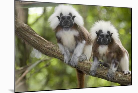 Saguinus Oedipus-Lisa Hoffner-Mounted Photographic Print