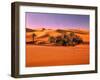 Sahara, Black Bug, Toktokkie, Sand-Thonig-Framed Photographic Print