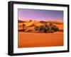 Sahara, Black Bug, Toktokkie, Sand-Thonig-Framed Photographic Print