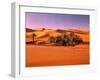 Sahara, Black Bug, Toktokkie, Sand-Thonig-Framed Photographic Print