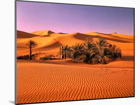 Sahara, Black Bug, Toktokkie, Sand-Thonig-Mounted Photographic Print