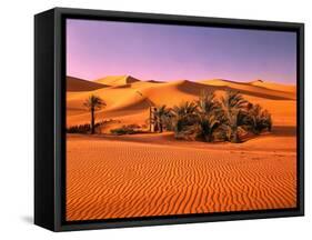 Sahara, Black Bug, Toktokkie, Sand-Thonig-Framed Stretched Canvas