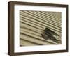 Sahara Horned Viper, Side Winding up Desert Sand Dune, Morocco-James Aldred-Framed Premium Photographic Print