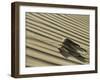 Sahara Horned Viper, Side Winding up Desert Sand Dune, Morocco-James Aldred-Framed Photographic Print