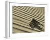 Sahara Horned Viper, Side Winding up Desert Sand Dune, Morocco-James Aldred-Framed Photographic Print