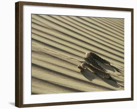 Sahara Horned Viper, Side Winding up Desert Sand Dune, Morocco-James Aldred-Framed Photographic Print