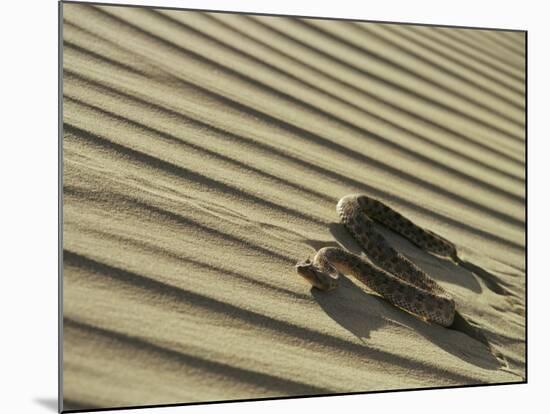 Sahara Horned Viper, Side Winding up Desert Sand Dune, Morocco-James Aldred-Mounted Photographic Print