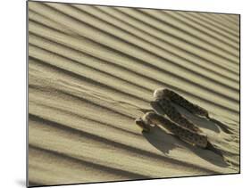 Sahara Horned Viper, Side Winding up Desert Sand Dune, Morocco-James Aldred-Mounted Photographic Print