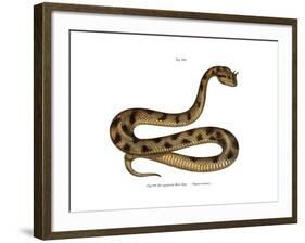 Sahara Sand Viper-null-Framed Giclee Print