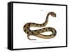 Sahara Sand Viper-null-Framed Stretched Canvas