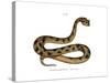 Sahara Sand Viper-null-Stretched Canvas