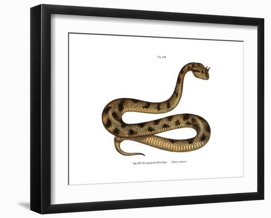 Sahara Sand Viper-null-Framed Giclee Print