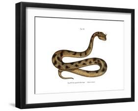 Sahara Sand Viper-null-Framed Giclee Print